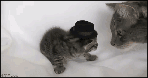 Funny cat GIF - Find on GIFER