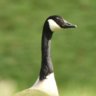 Wary Goose